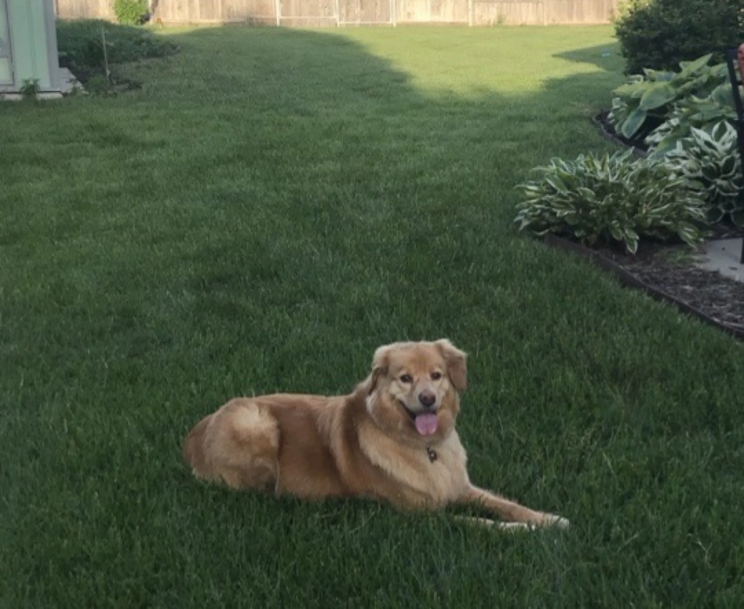 Ace lying in the grass, the same pose as the bakery logo