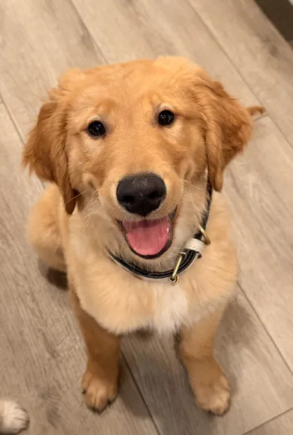 Beau as a puppy, sitting and smiling up at the camera