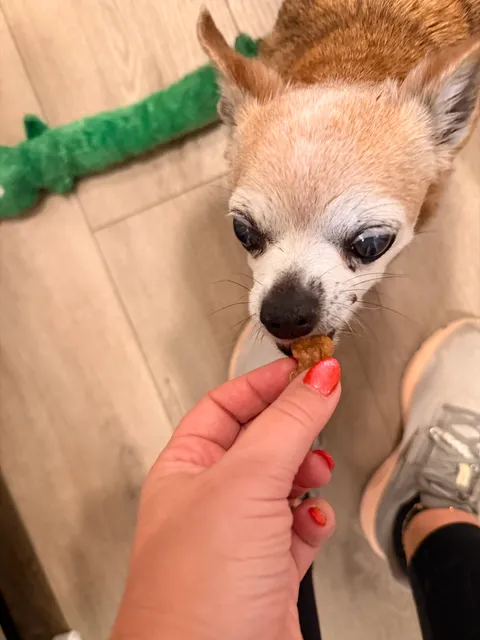 Bruce the dog