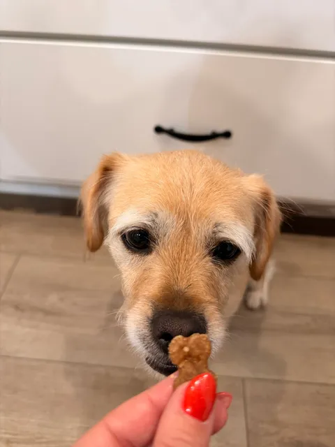 Coach the dog