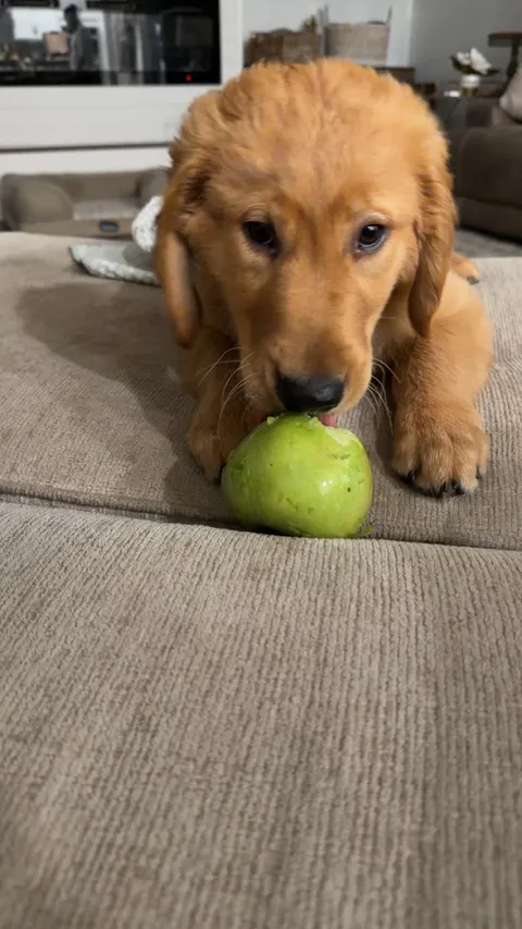 Beau the golden retriever puppy chewing a green apple on the couch