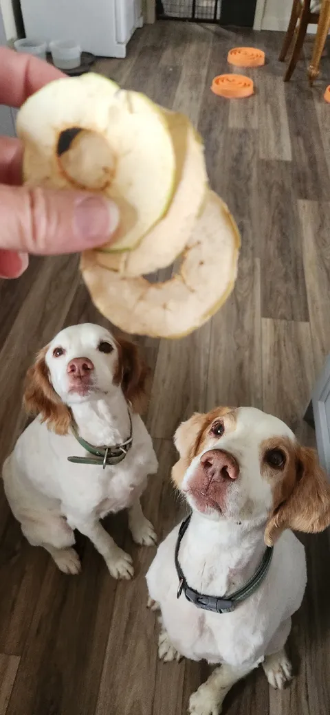 Max and Patches the dogs together