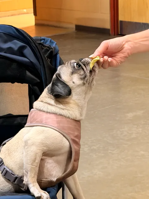 A pug enjoying a treat